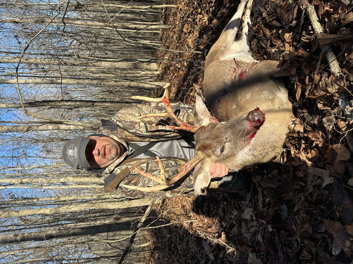 Bowhunter with big-bodied whitetail