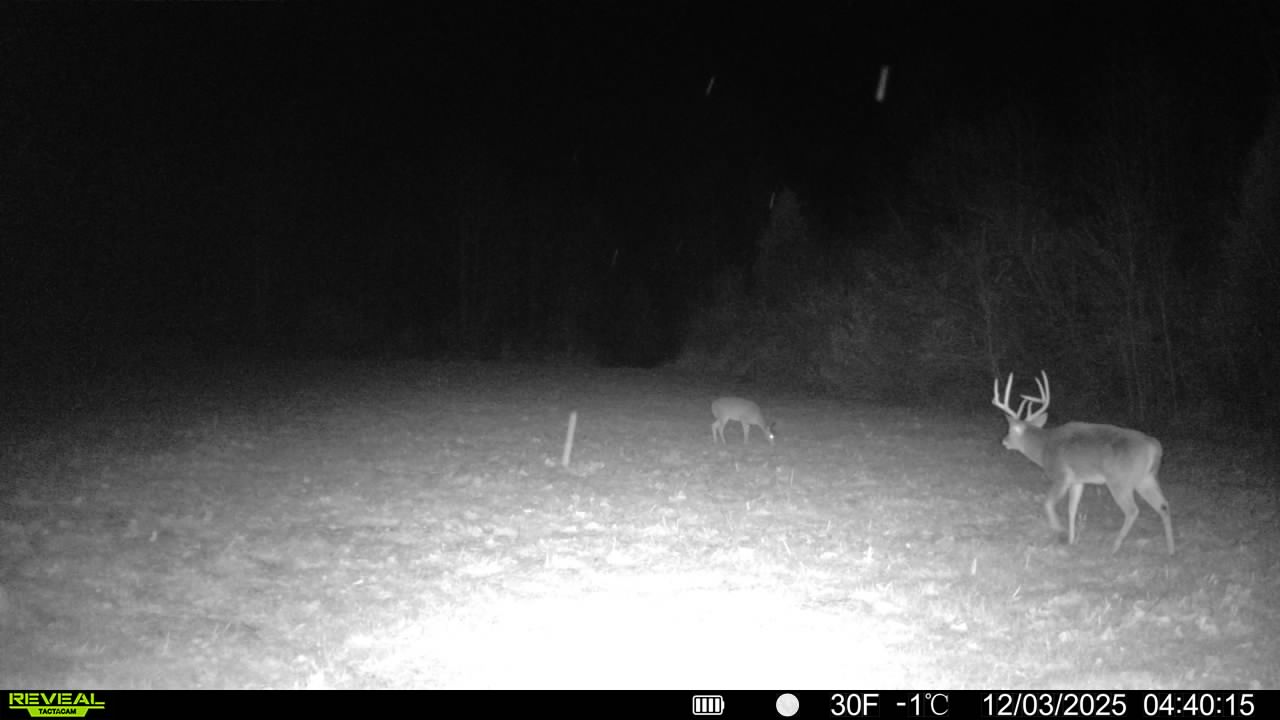 Trail camera photo of whitetail deer