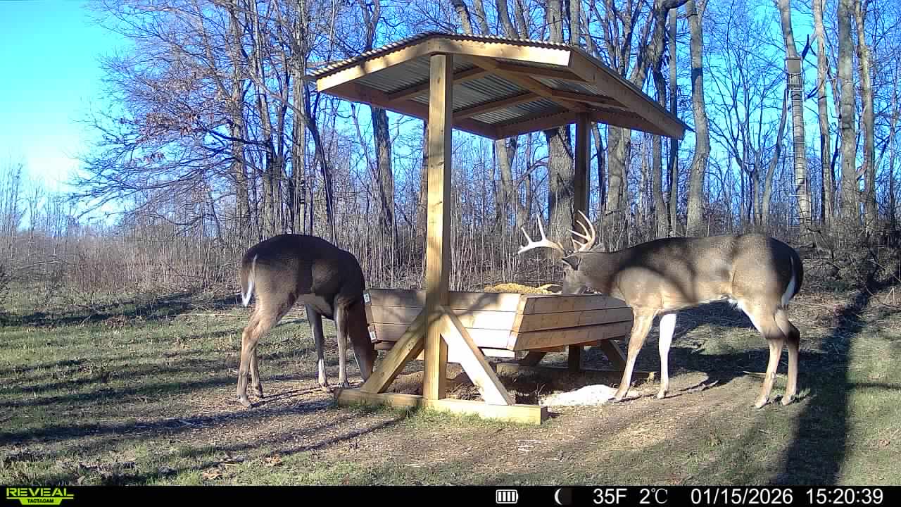 Trail camera photo of whitetail deer