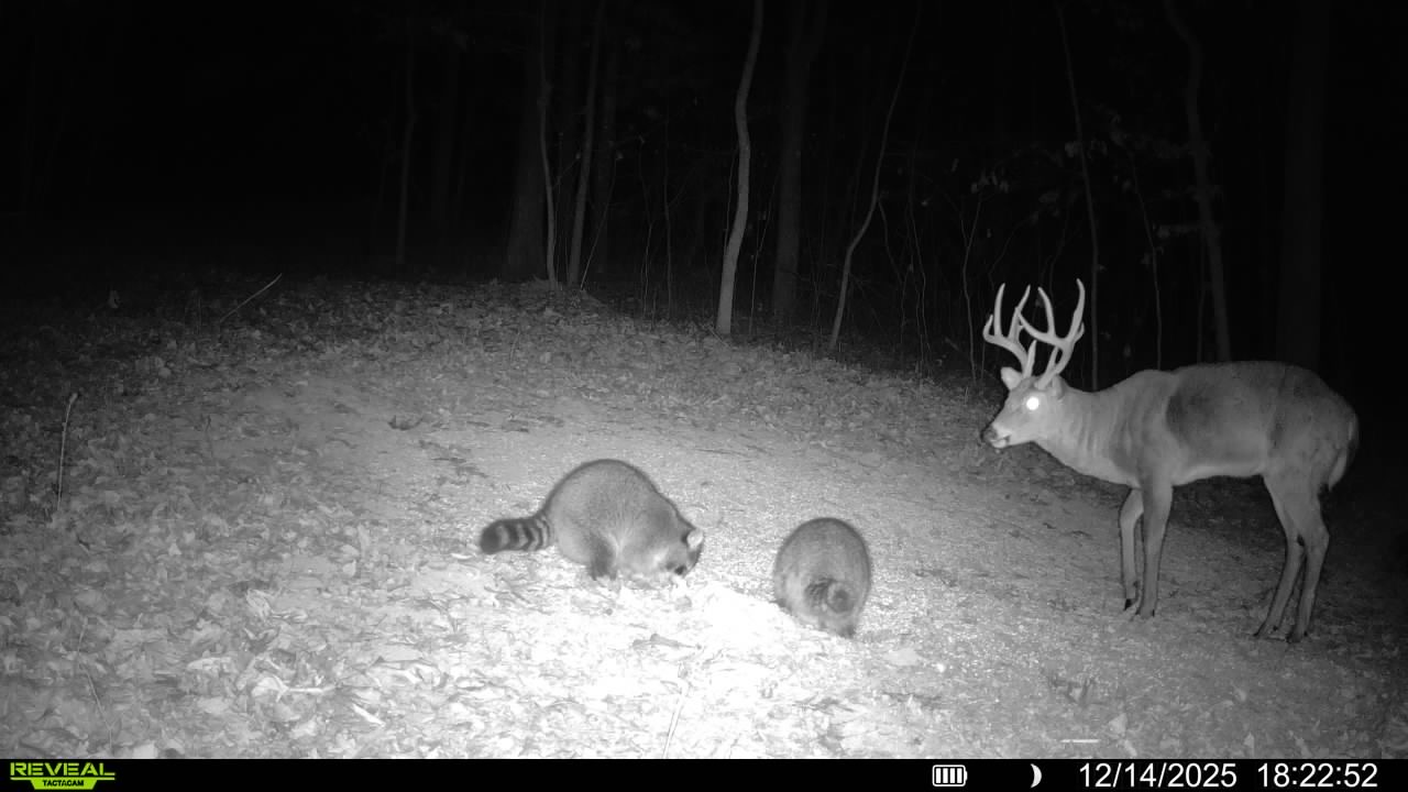 Trail camera photo of whitetail deer