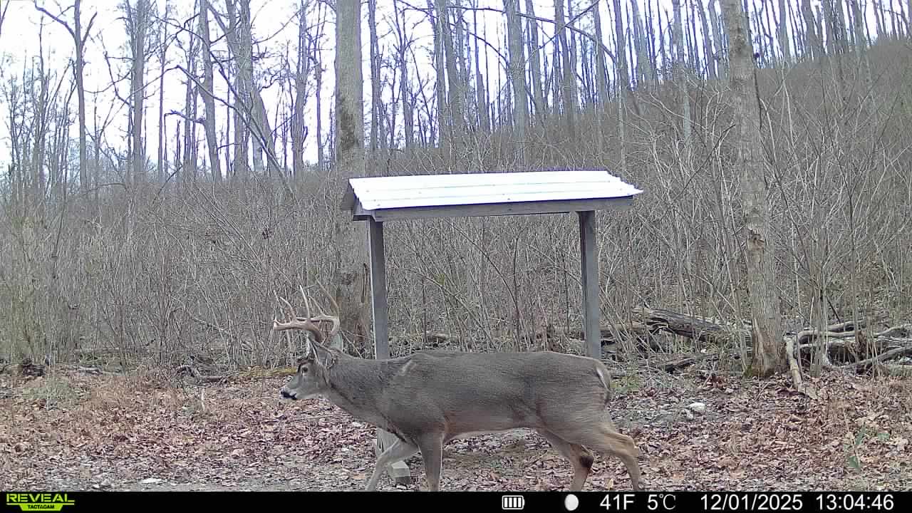 Trail camera photo of whitetail deer