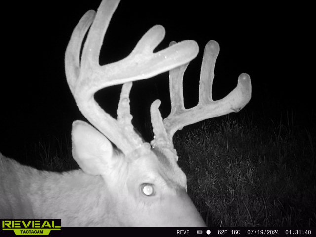 Trail camera photo of whitetail deer
