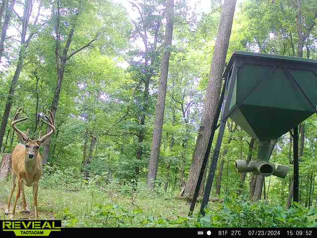 Trail camera photo of whitetail deer
