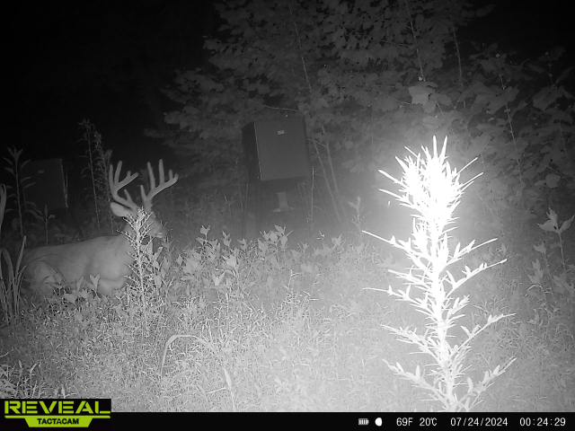 Trail camera photo of whitetail deer