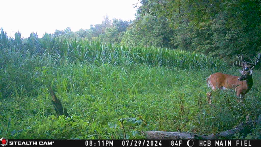 Trail camera photo of whitetail deer