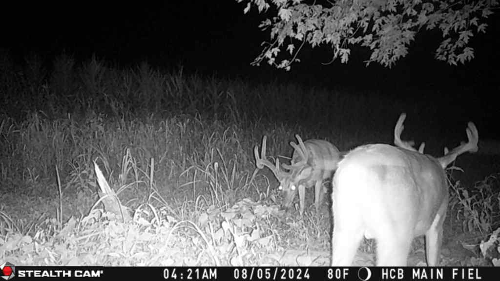 Trail camera photo of whitetail deer