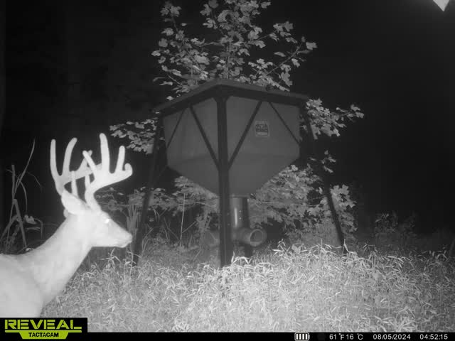 Trail camera photo of whitetail deer