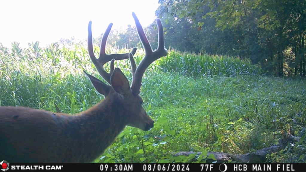 Trail camera photo of whitetail deer