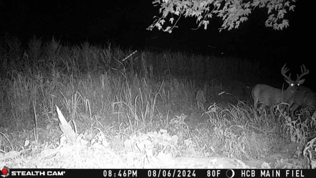 Trail camera photo of whitetail deer
