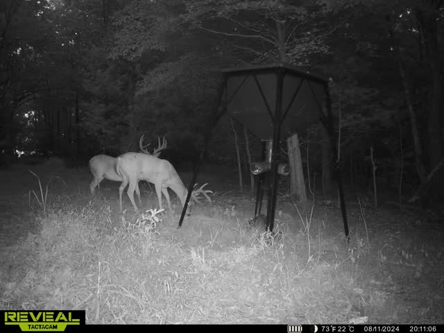 Trail camera photo of whitetail deer