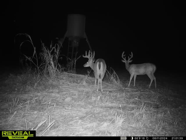 Trail camera photo of whitetail deer