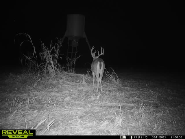 Trail camera photo of whitetail deer