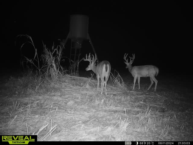 Trail camera photo of whitetail deer