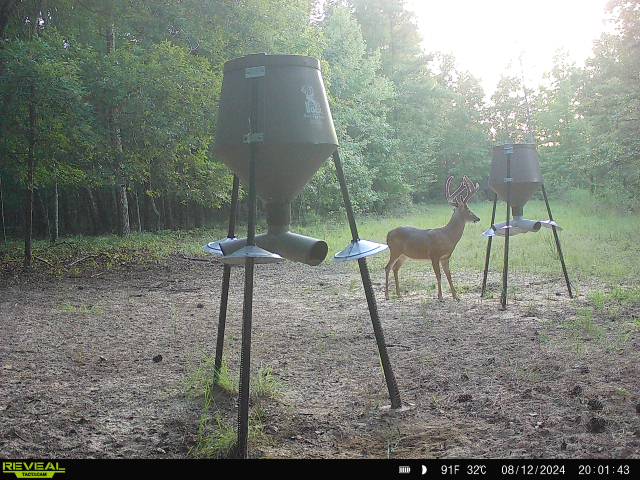 Trail camera photo of whitetail deer