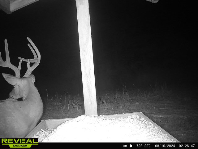 Trail camera photo of whitetail deer