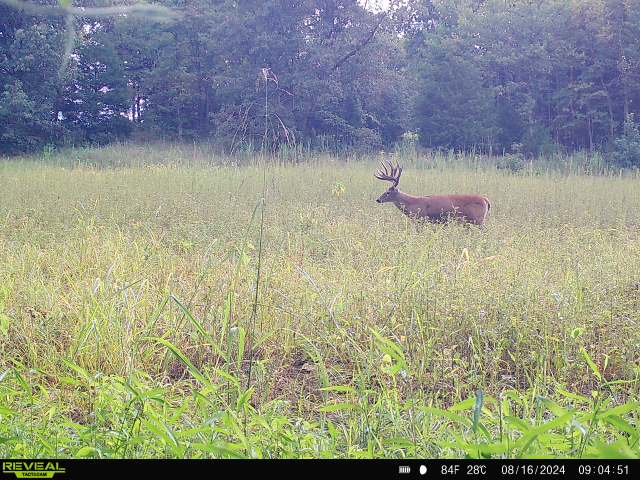 Trail camera photo of whitetail deer