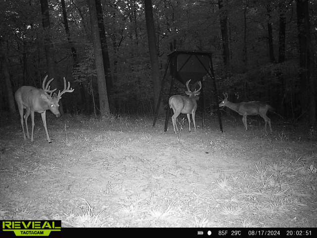 Trail camera photo of whitetail deer