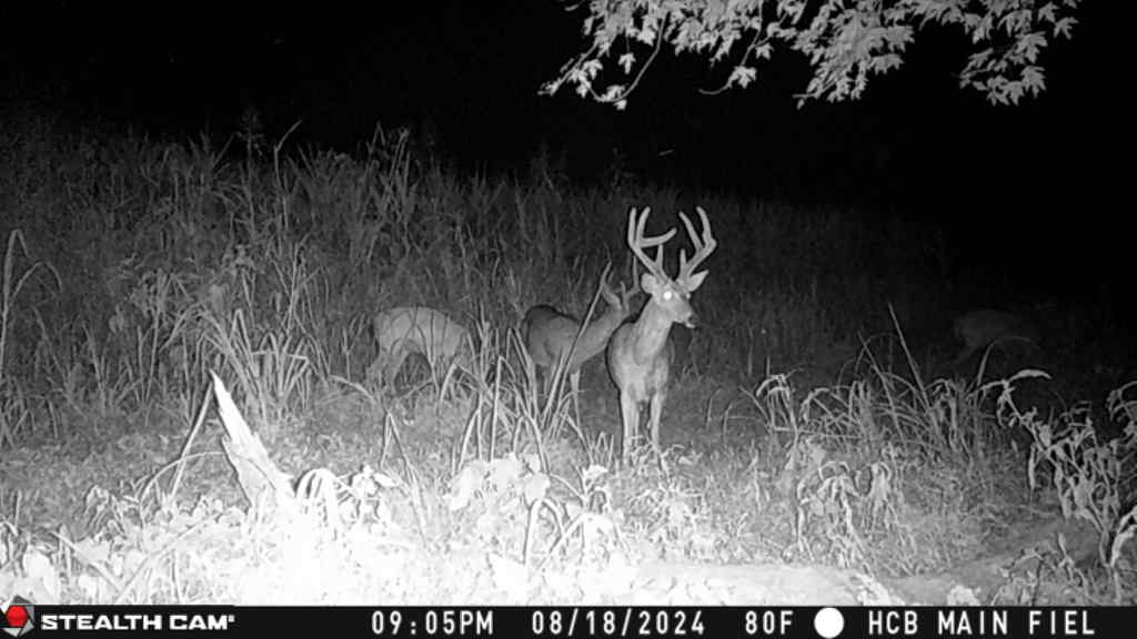 Trail camera photo of whitetail deer