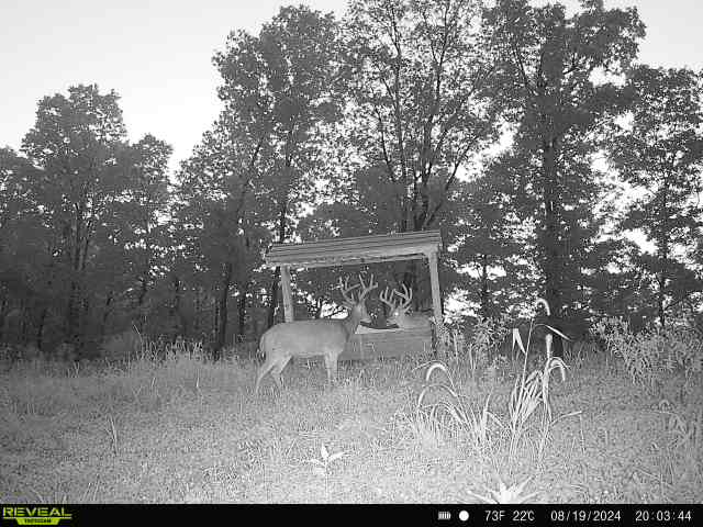Trail camera photo of whitetail deer