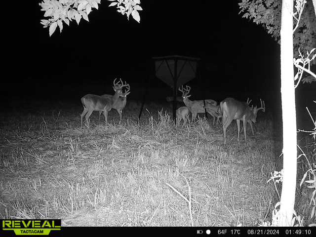Trail camera photo of whitetail deer
