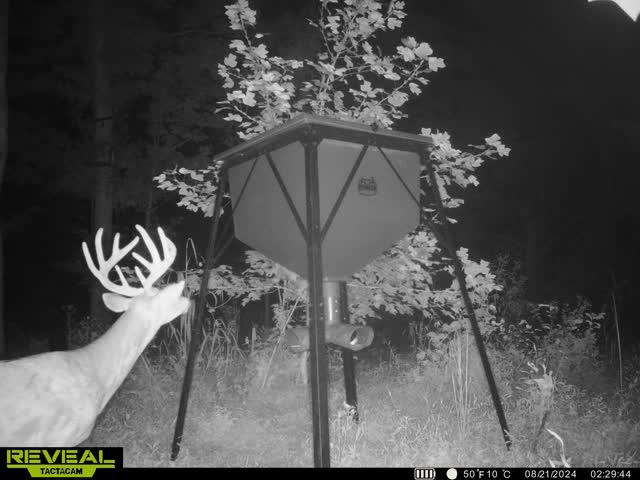 Trail camera photo of whitetail deer
