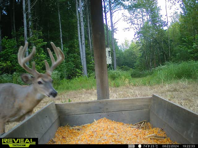 Trail camera photo of whitetail deer