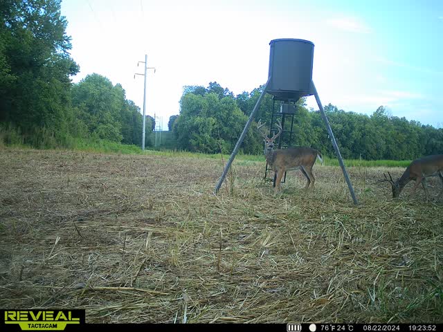 Trail camera photo of whitetail deer
