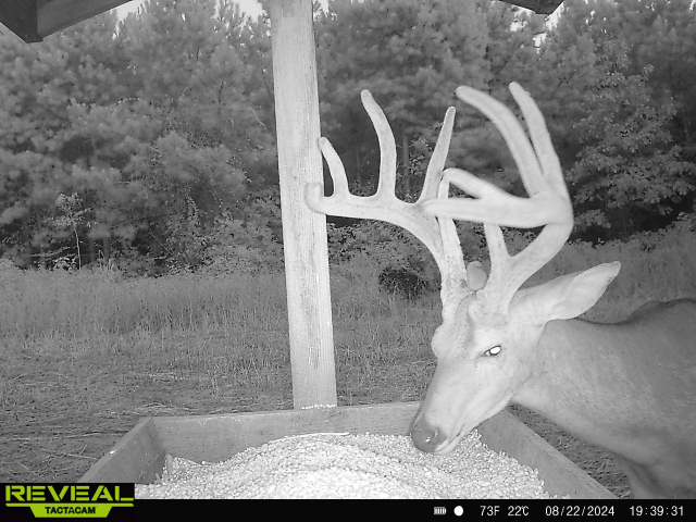 Trail camera photo of whitetail deer