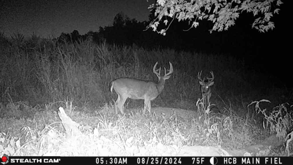 Trail camera photo of whitetail deer