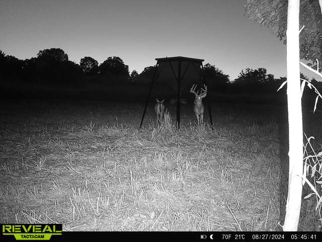 Trail camera photo of whitetail deer