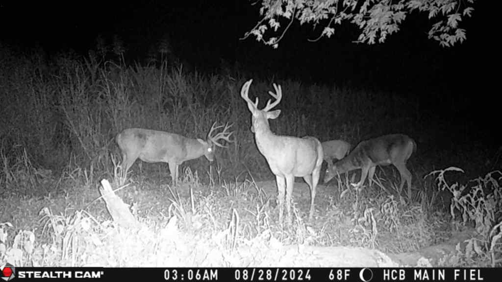 Trail camera photo of whitetail deer