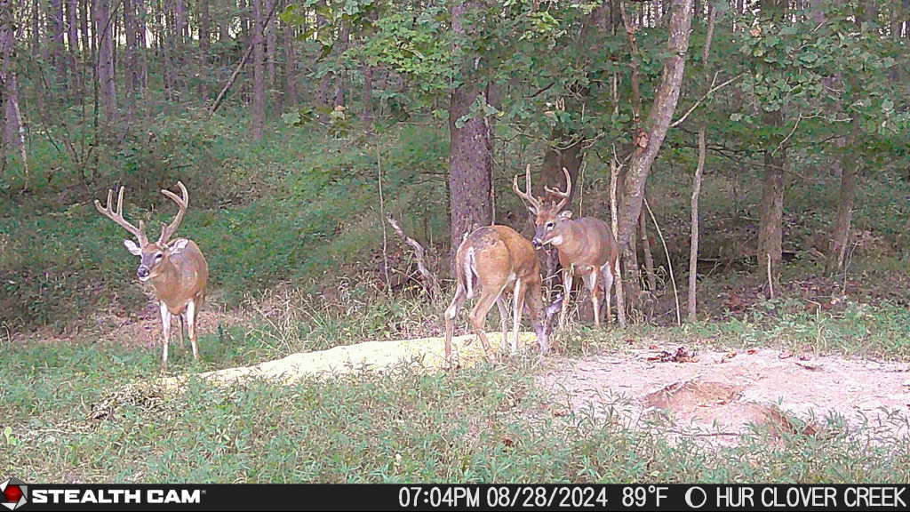 Trail camera photo of whitetail deer