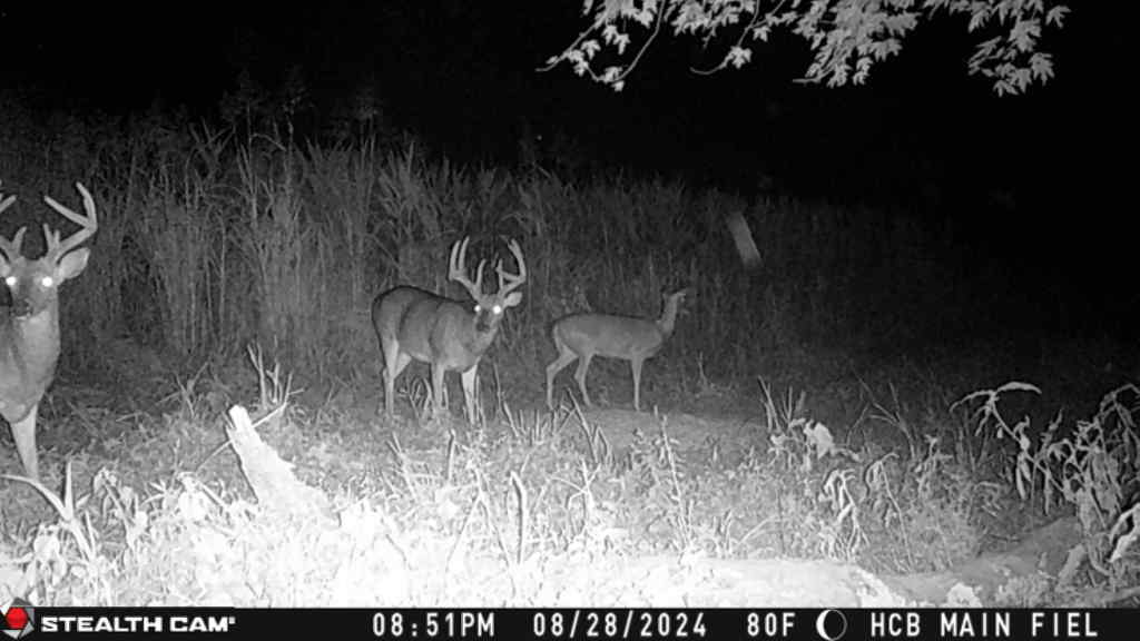 Trail camera photo of whitetail deer