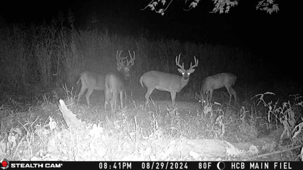 Trail camera photo of whitetail deer