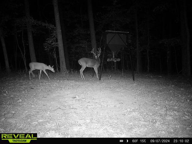 Trail camera photo of whitetail deer