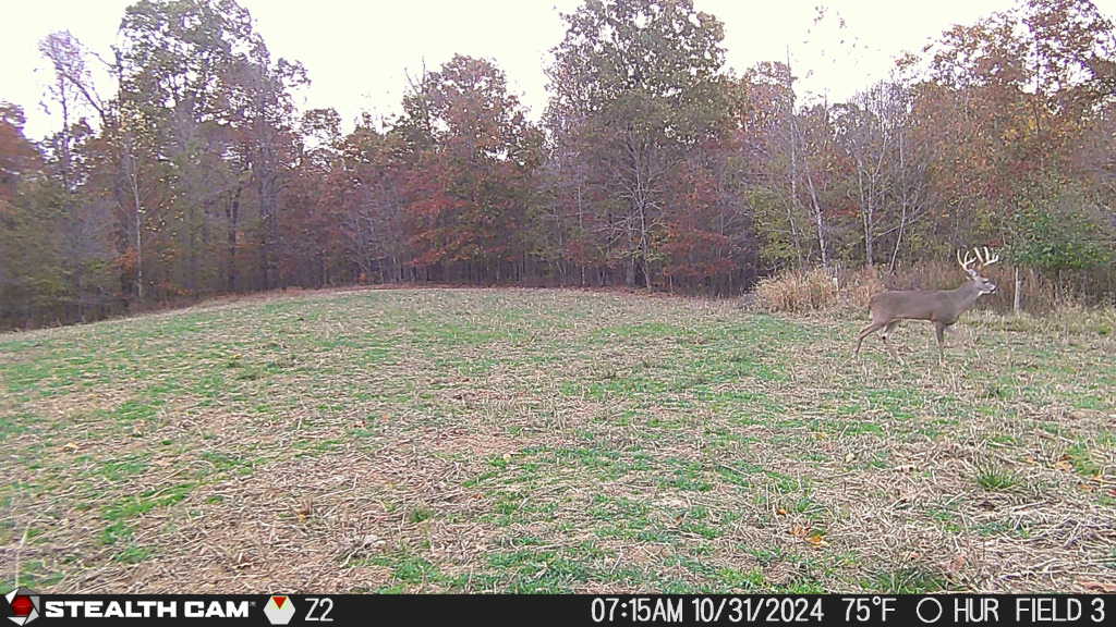 Trail camera photo of whitetail deer
