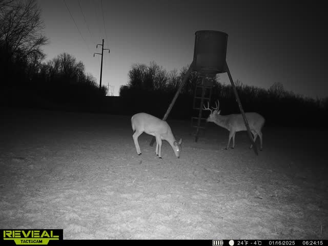 Trail camera photo of whitetail deer