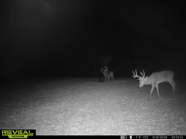 Trail camera photo of whitetail deer