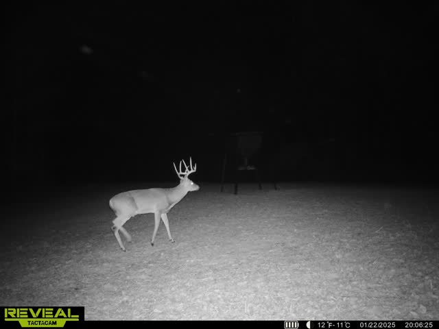 Trail camera photo of whitetail deer