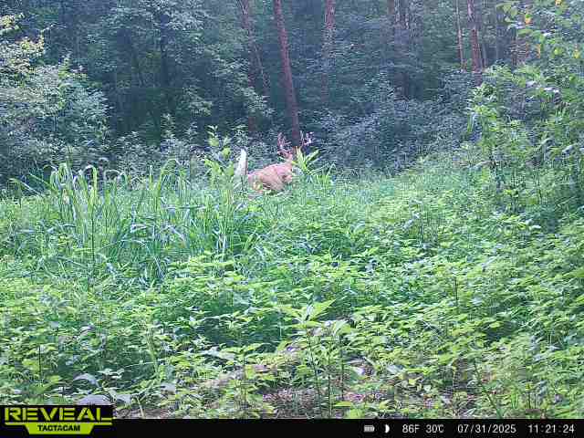 Trail camera photo of whitetail deer