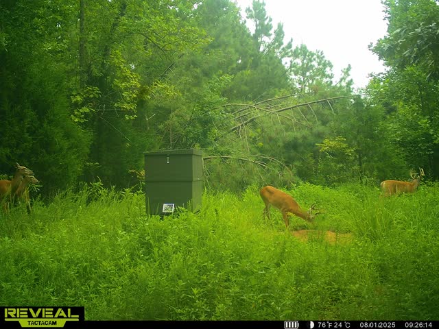 Trail camera photo of whitetail deer