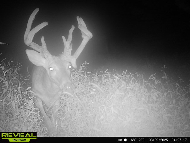 Trail camera photo of whitetail deer