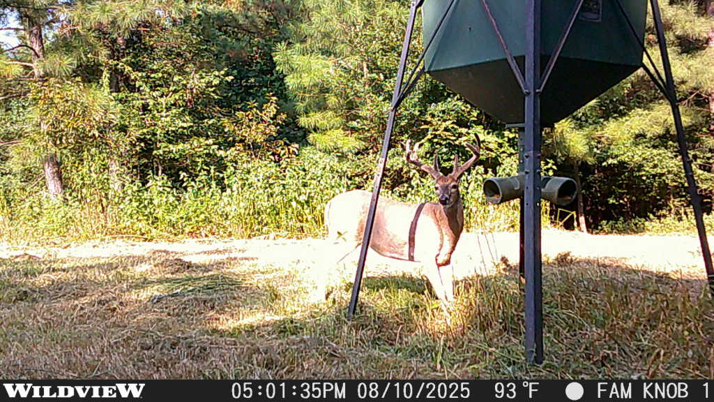 Trail camera photo of whitetail deer