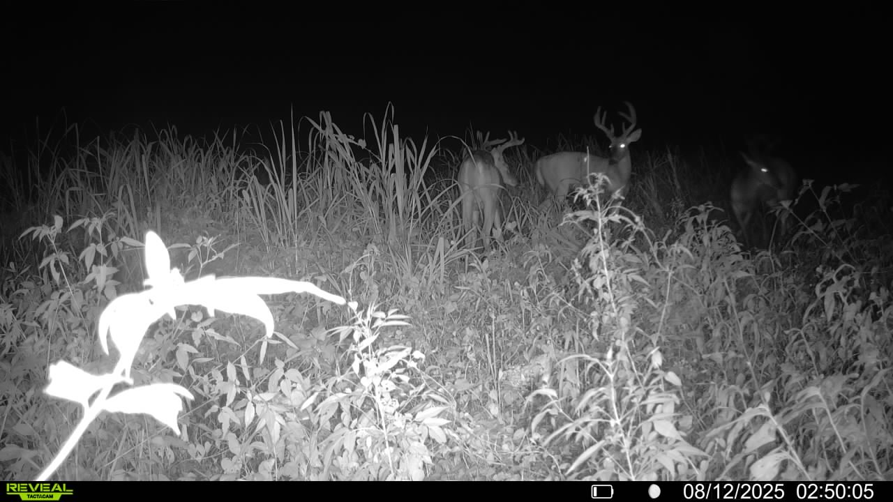 Trail camera photo of whitetail deer