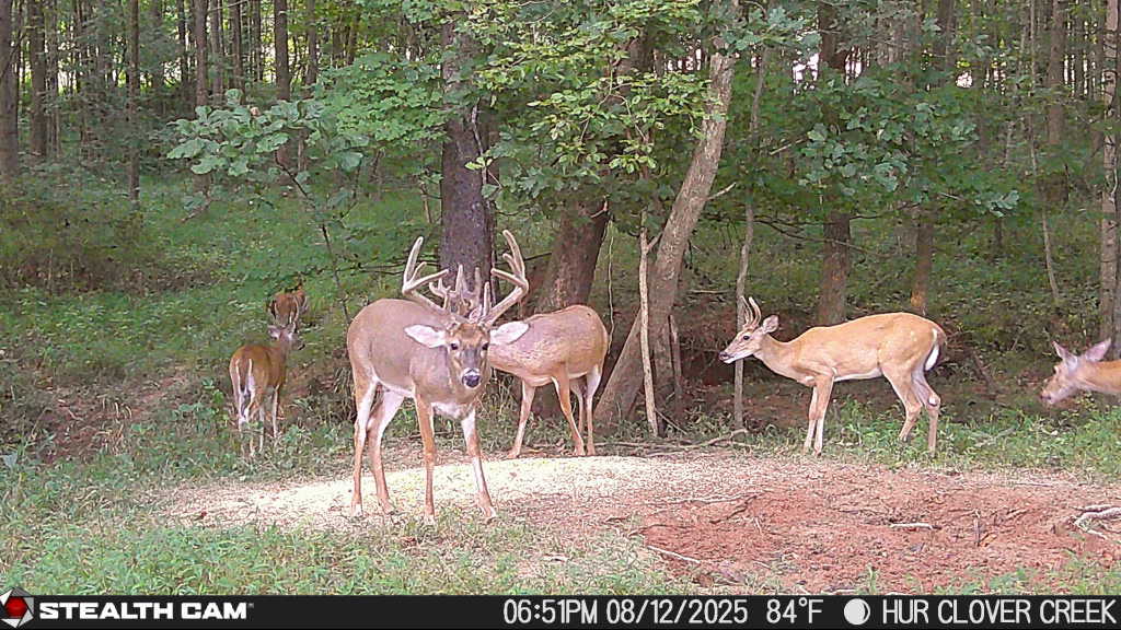 Trail camera photo of whitetail deer