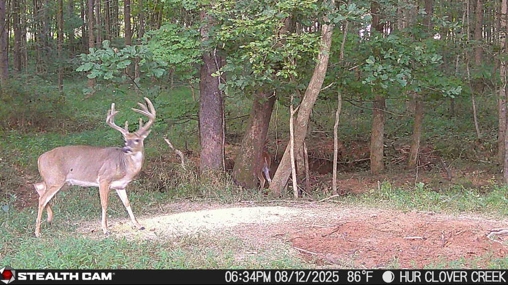 Trail camera photo of whitetail deer
