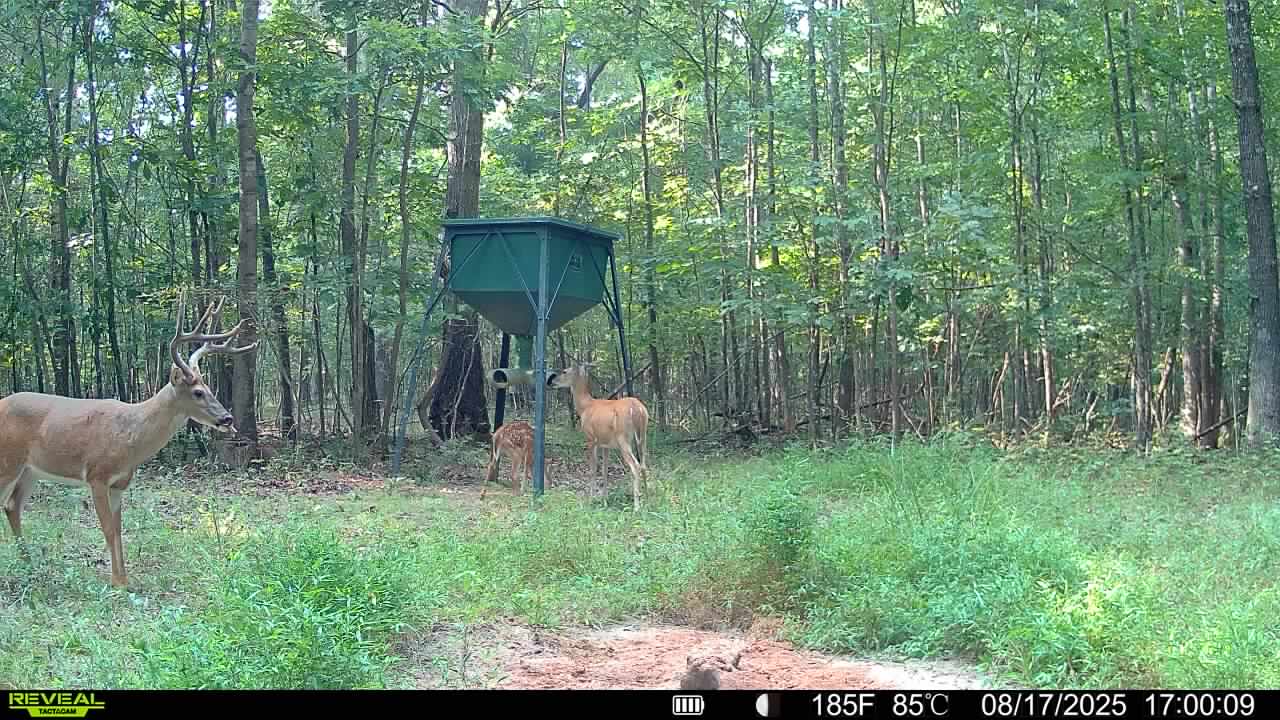 Trail camera photo of whitetail deer