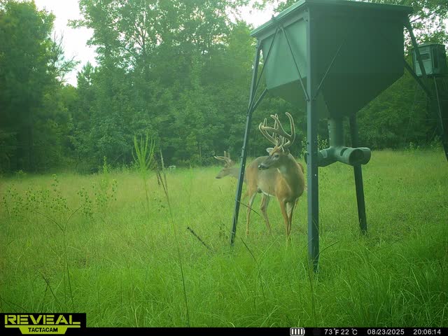 Trail camera photo of whitetail deer
