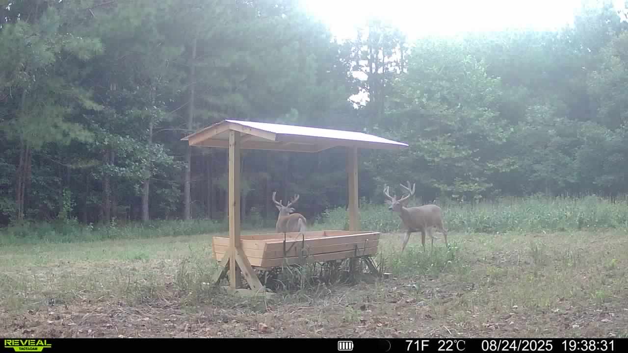 Trail camera photo of whitetail deer