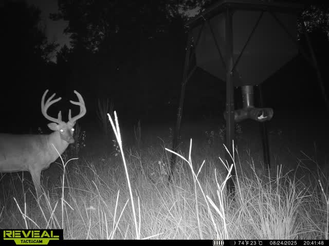 Trail camera photo of whitetail deer